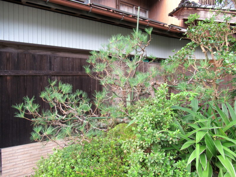 引取】松の木！剪定しました。 - 植物/観葉植物